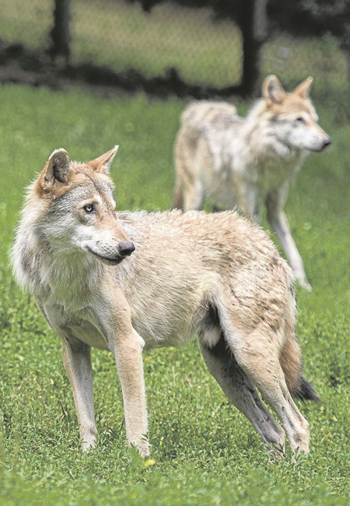Was tun mit dem Wolf? Landtag diskutiert Umgang mit dem Raubtier