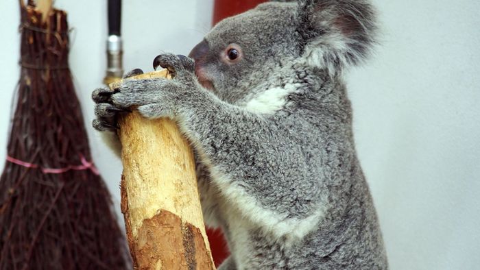 Erster Koala-Nachwuchs im Leipziger Zoo erwartet