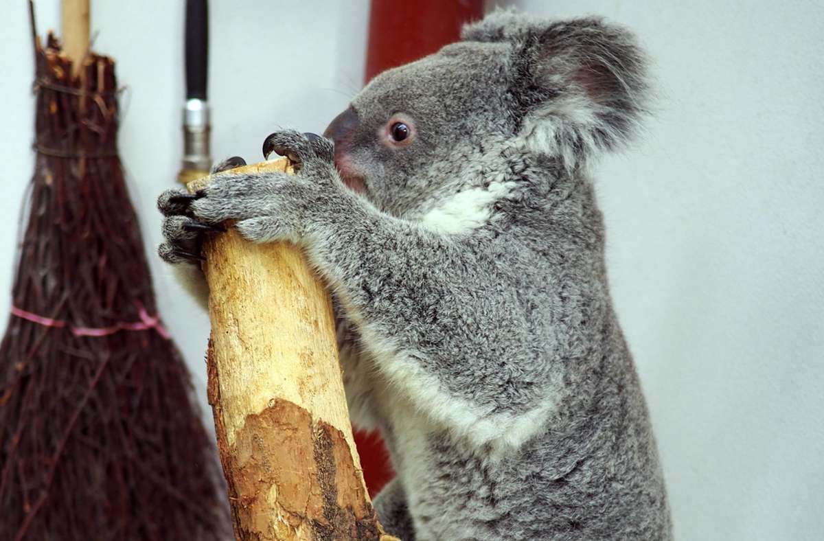 Gefährdete Art: Erster Koala-Nachwuchs im Leipziger Zoo erwartet