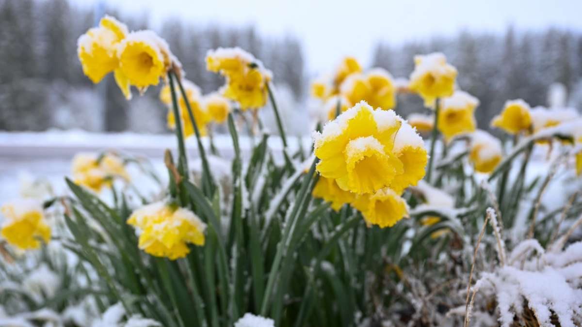 Schnee auf gelben Narzissen, auch Osterglocken genannt, in Böhemnkirch (Baden-Württemberg).