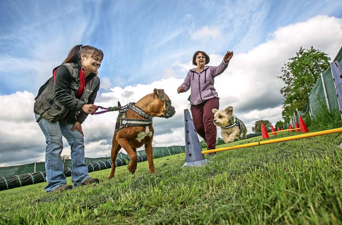 Vierbeiner im Kreis Esslingen: Was beim Hundetraining wichtig ist