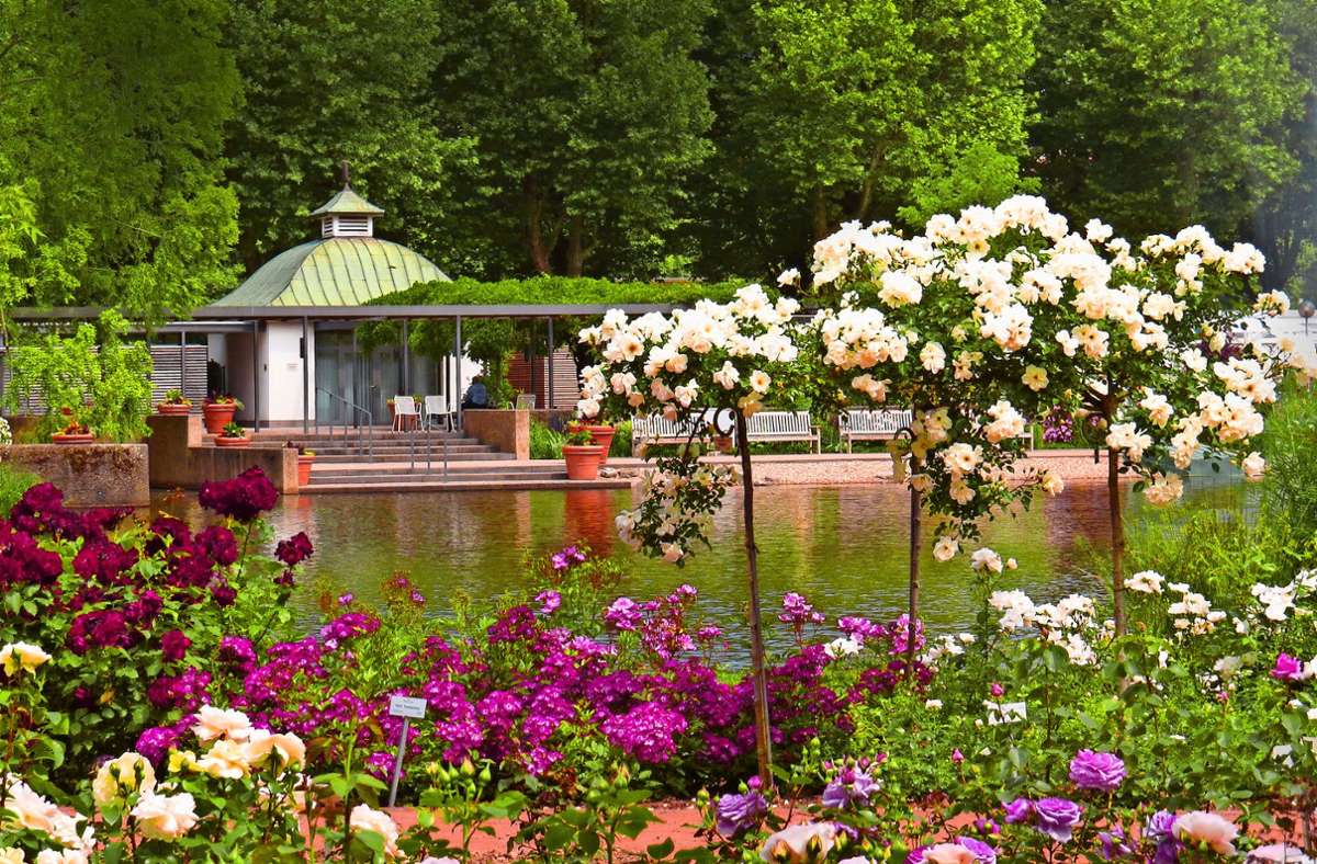 Garten mit 50 000 Rosenstöcken: Königin Rose und ihr Hofstaat