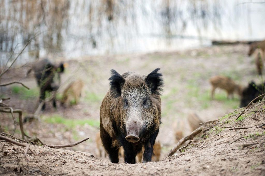 Am Samstag ist der Wald wegen großer Drückjagd gesperrt: Plochingen: Wildschweinen geht es an den Kragen
