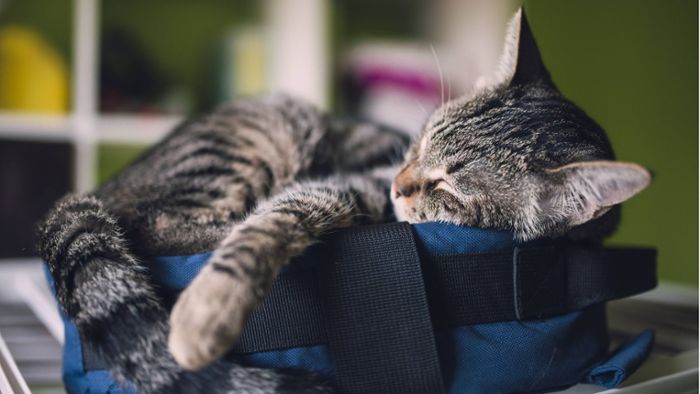 Mutmaßlich ausgesetzte Katze  in Sporttasche gefunden