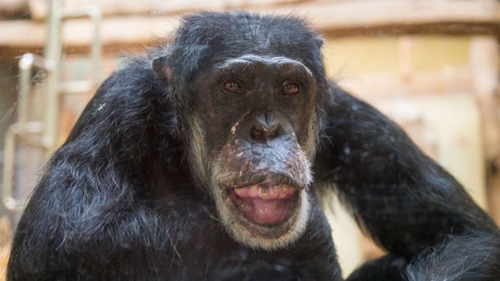 Einer der ältesten Schimpansen lebt im Zoo Saarbrücken