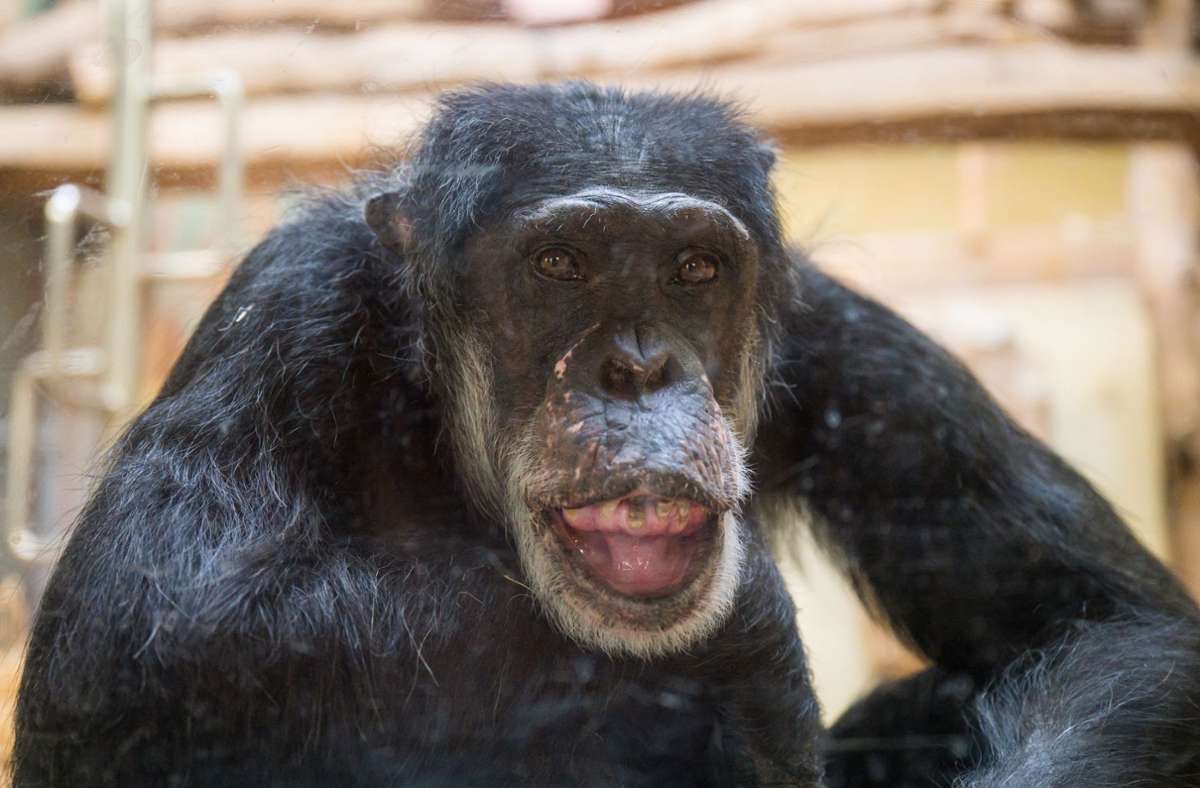 Happy Birthday, Jonny!: Einer der ältesten Schimpansen lebt im Zoo Saarbrücken