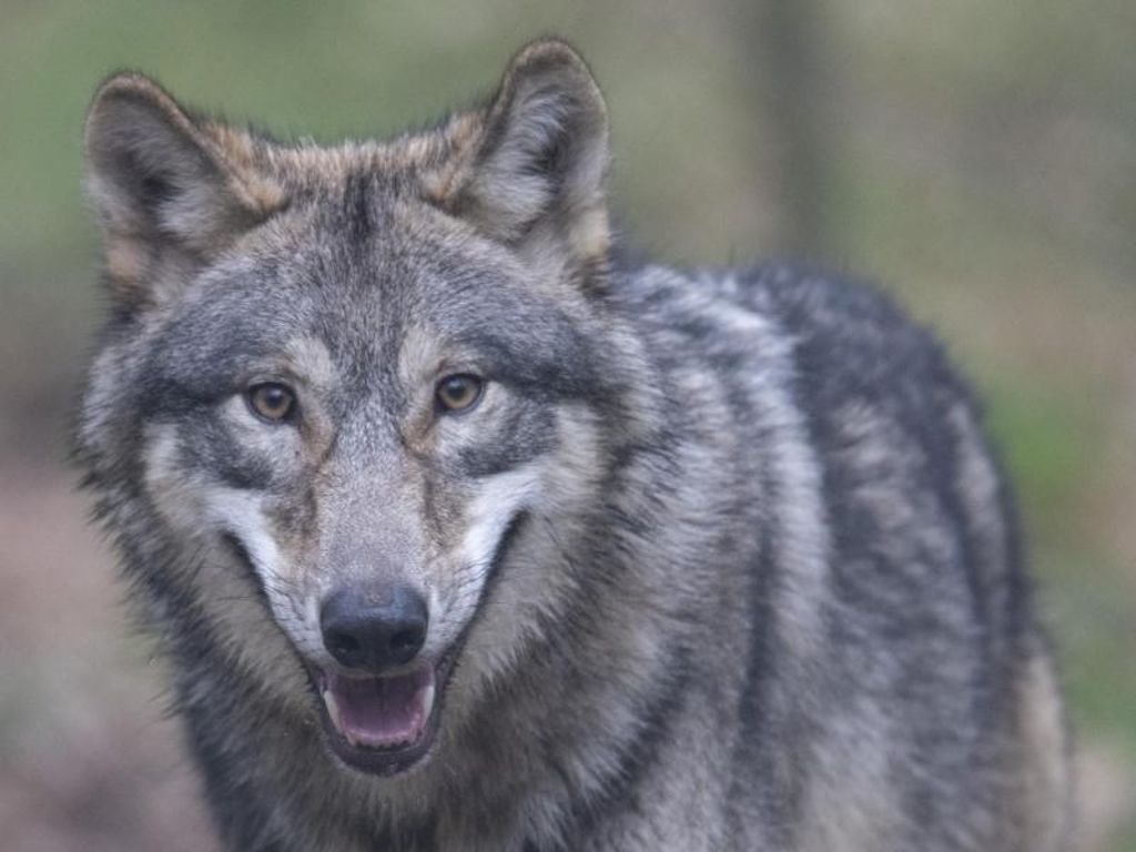 Bundesrat: Abschuss von Wölfen nach Nutztier-Rissen wird leichter
