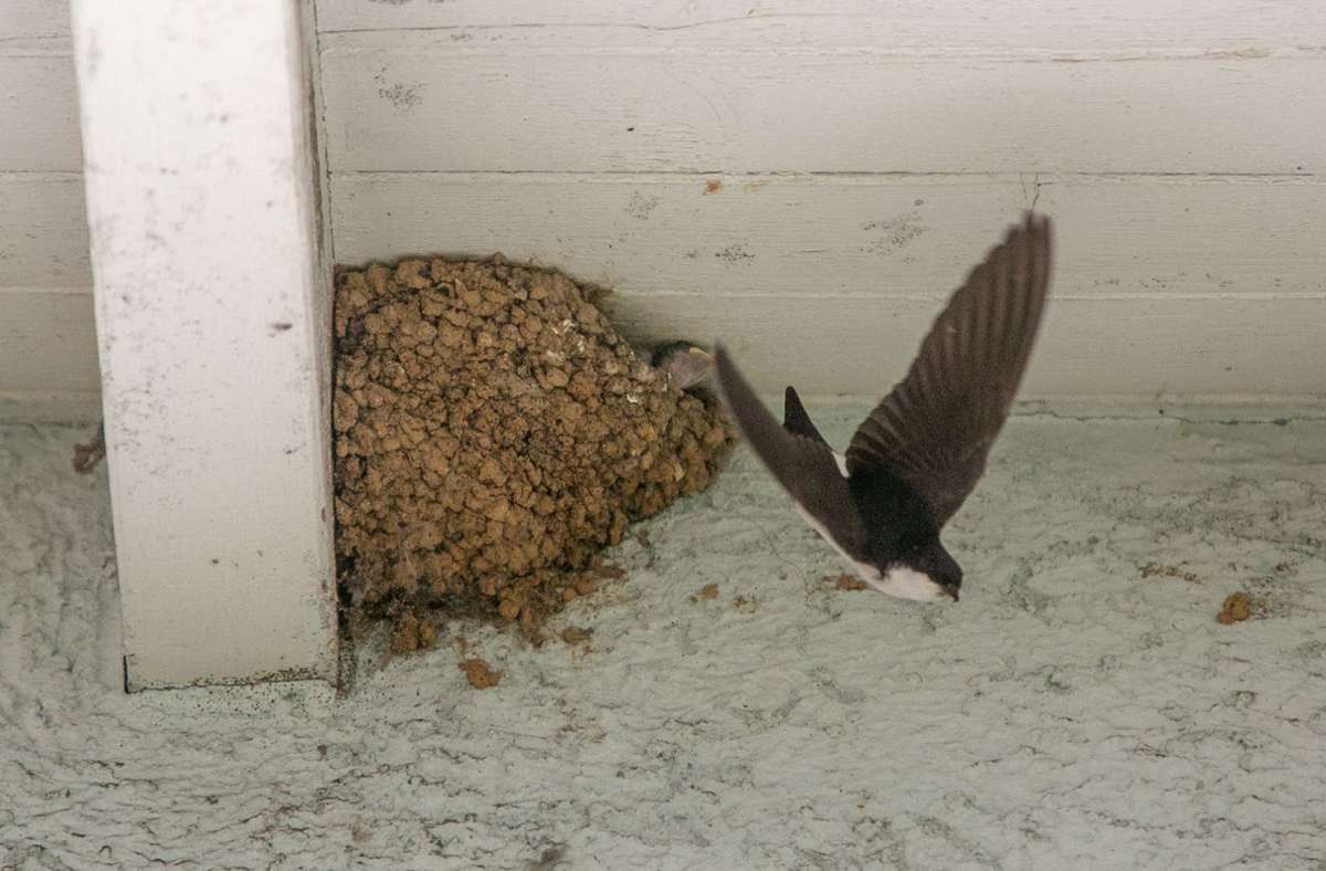 Die Alttiere besuchen das Nest nur zum Füttern, sobald die Küken geschlüpft sind