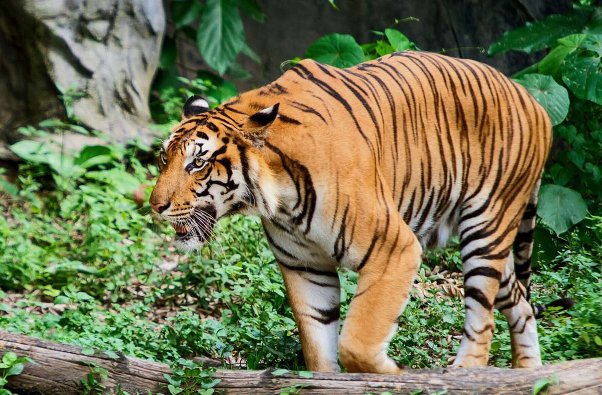 Safaripark in Japan: Tiger  beißt Tierpflegerin die Hand ab