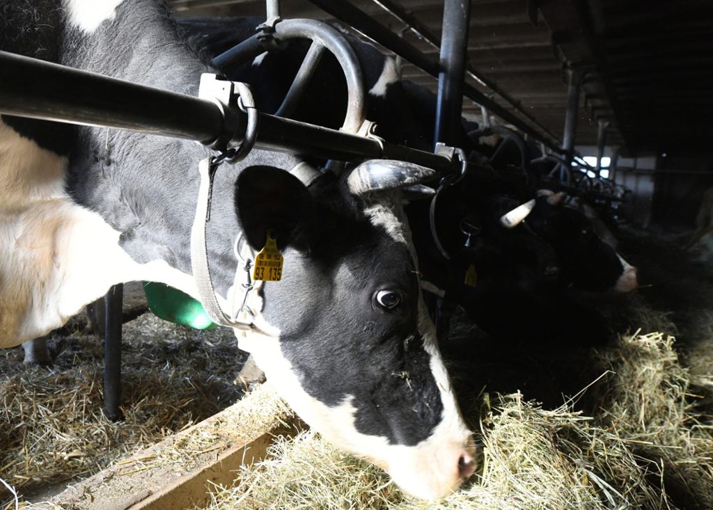 Flucht von Hof endet für einjährige Kuh tödlich