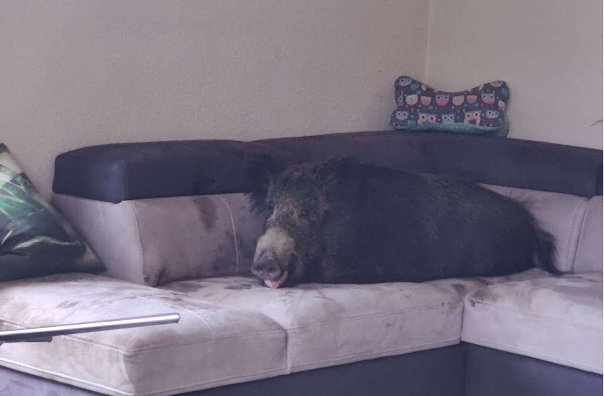 Hagen: Wildschwein macht es sich auf Wohnzimmercouch gemütlich