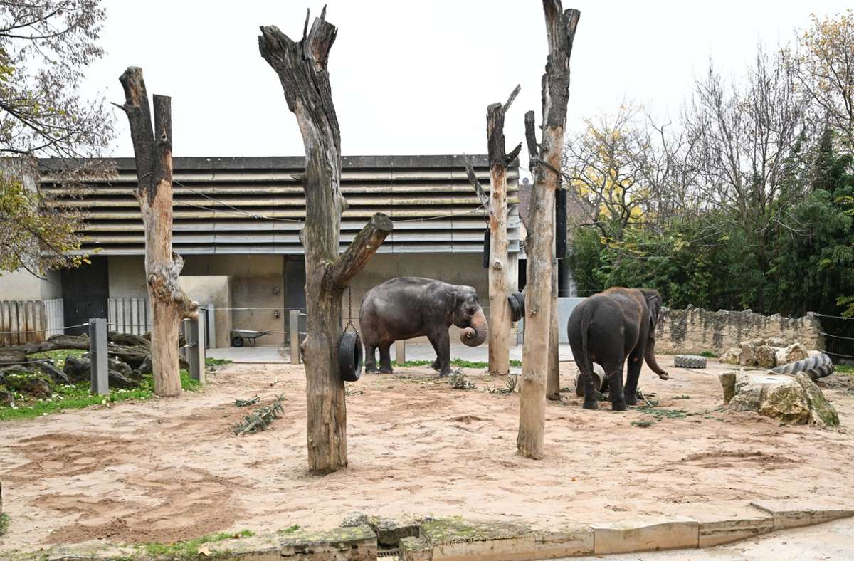 Wilhelma: Elefanten müssen warten - Bauprojekt verzögert sich