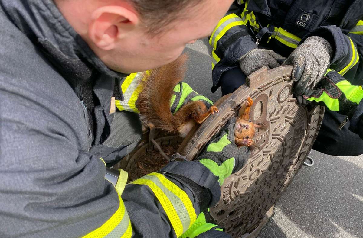 Dortmund: Feuerwehr rettet Eichhörnchen aus Gullydeckel