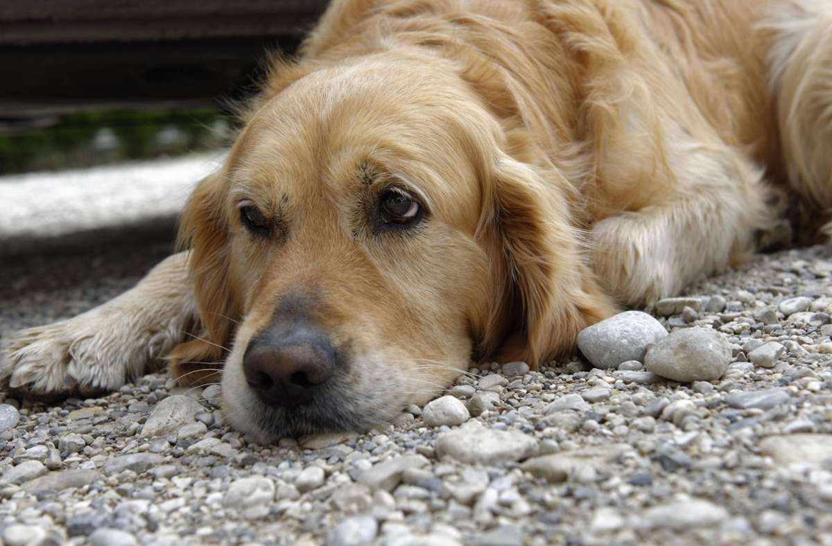 Nur Behindertenhunde dürfen dieses Jahr in die Bundesgartenschau. (Symbolbild) Foto: imago/imagebroker/imago stock&people