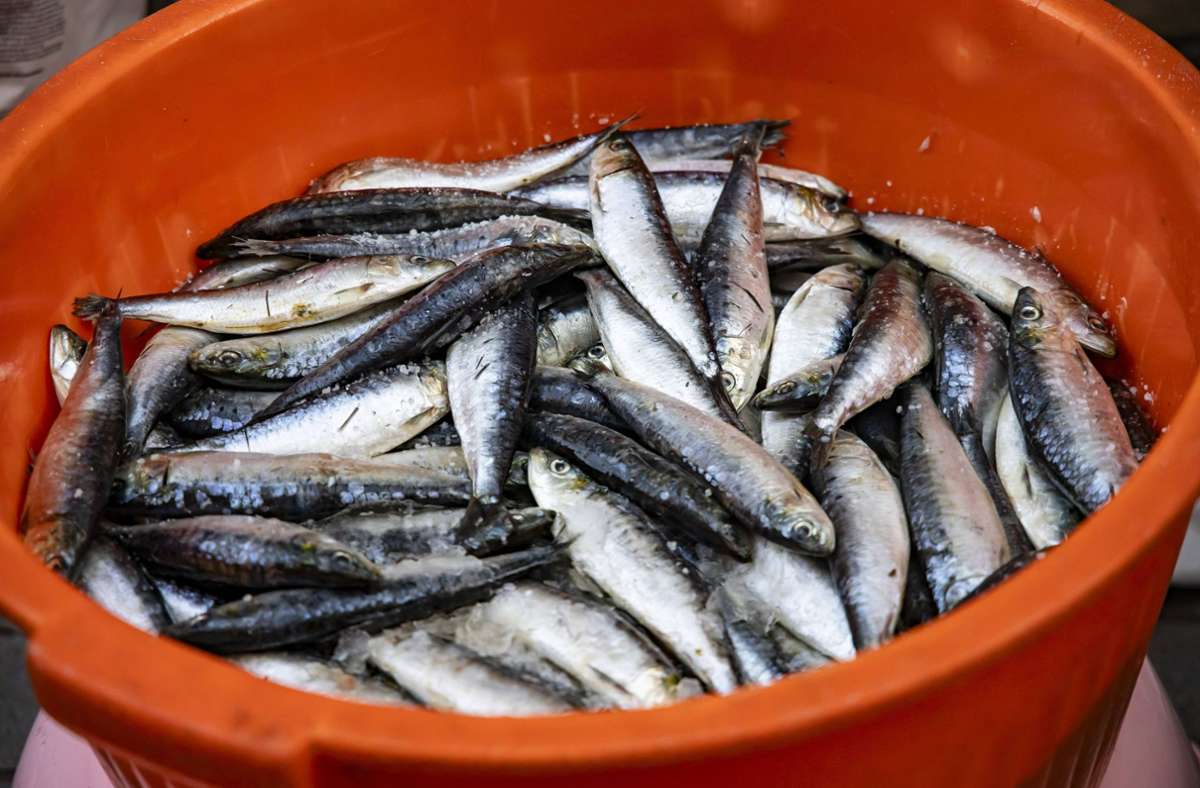 Bordeaux: Verdorbener Fisch in französischer Bar – eine Tote und zehn Vergiftete