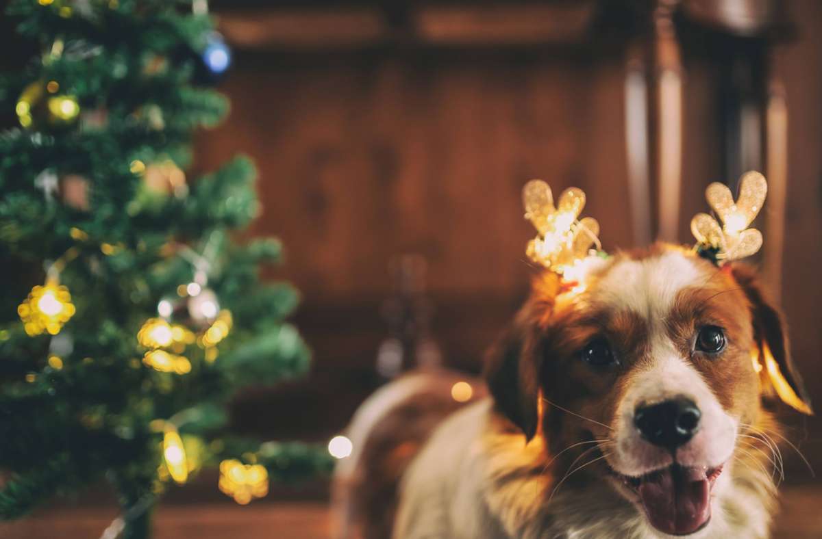 Tiere zu Weihnachten: Hund, Katze und Hamster gehören nicht unter den Christbaum