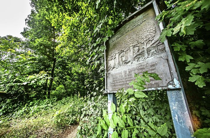 Geheimnisvoller Wald in Köngen: Eine Wildnis an der alten Bundesstraße