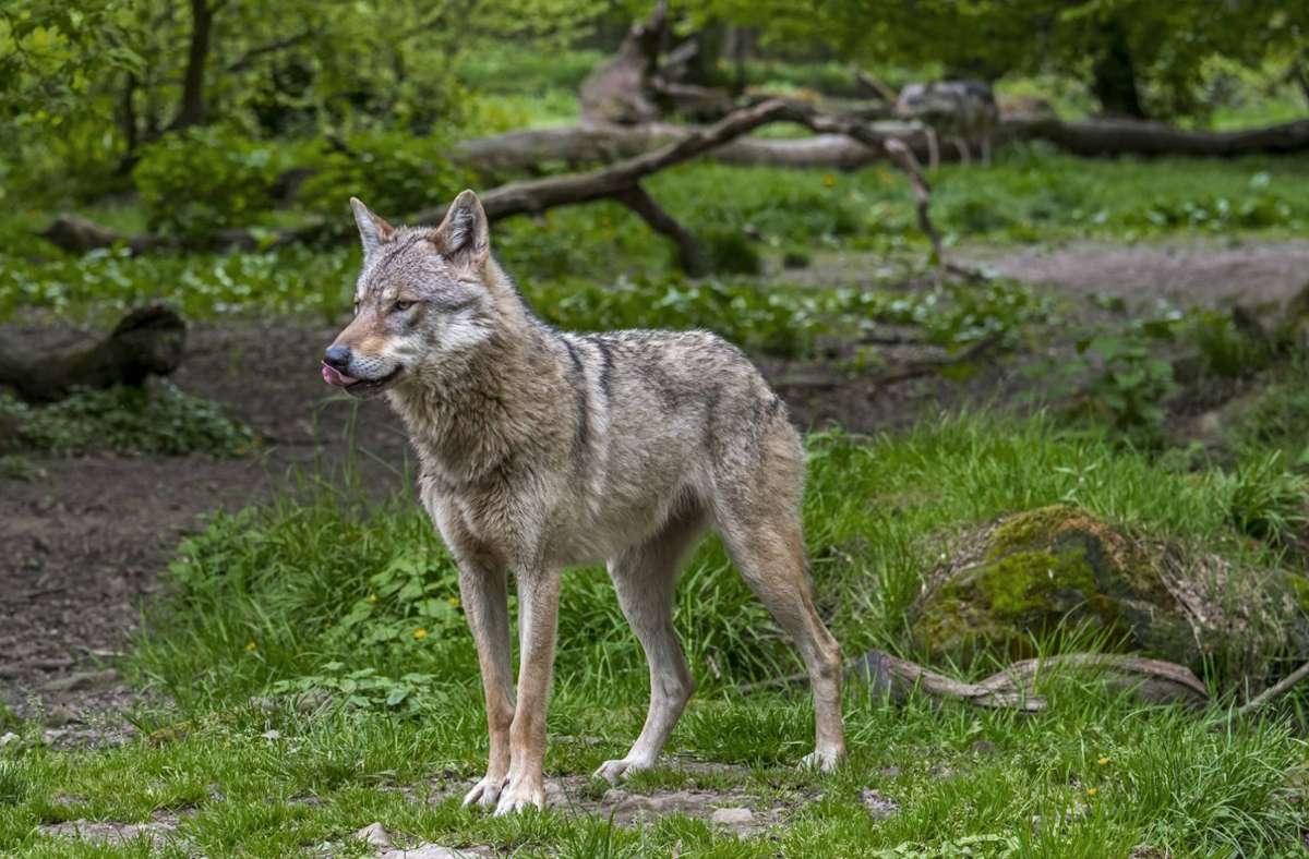 Spuren von weiblichem Wolf entdeckt: Droht Baden-Württemberg die Bildung eines Wolfsrudels?