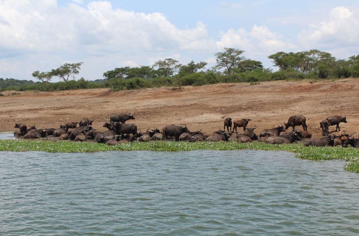 Eine Herde Kaffernbüffel kommt zum Trinken an das Wasser des Kazinga-Kanals, der die beiden Seen Lake Edward und Lake George verbindet.