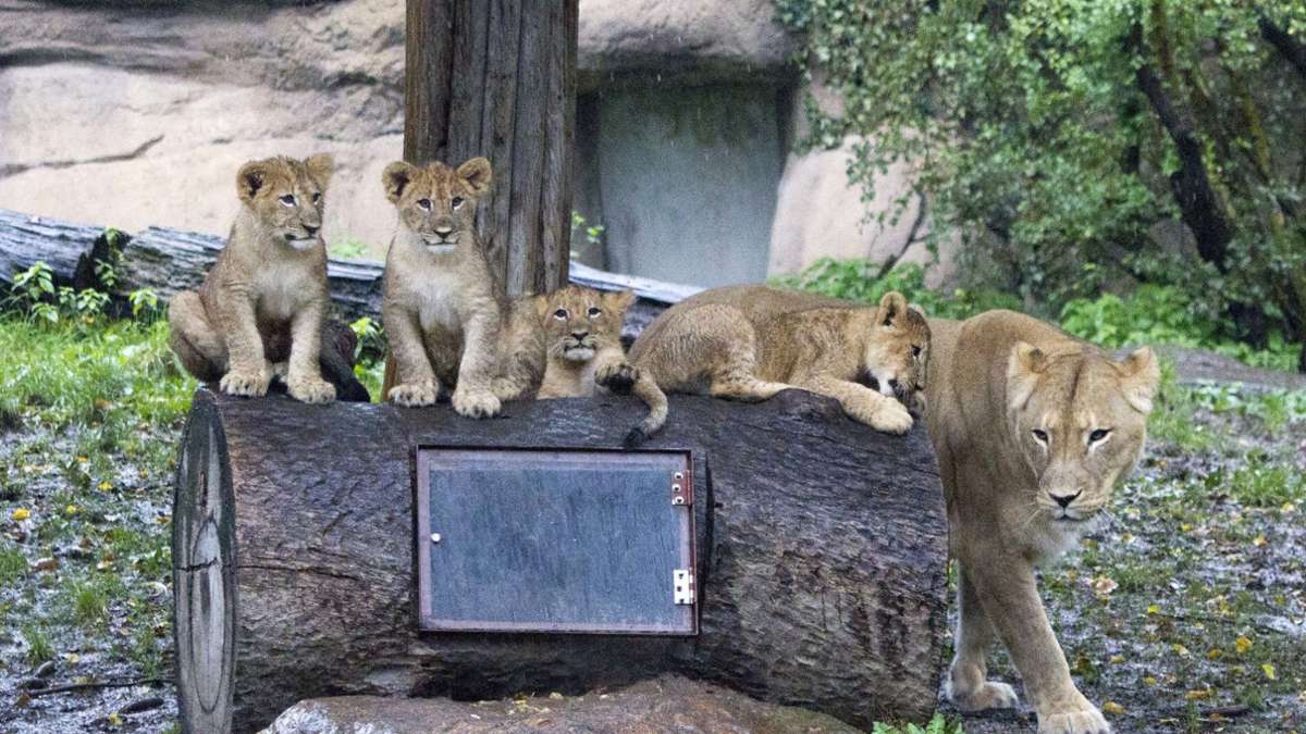 Leipzig: Zoo sucht Namen für Löwenbabys