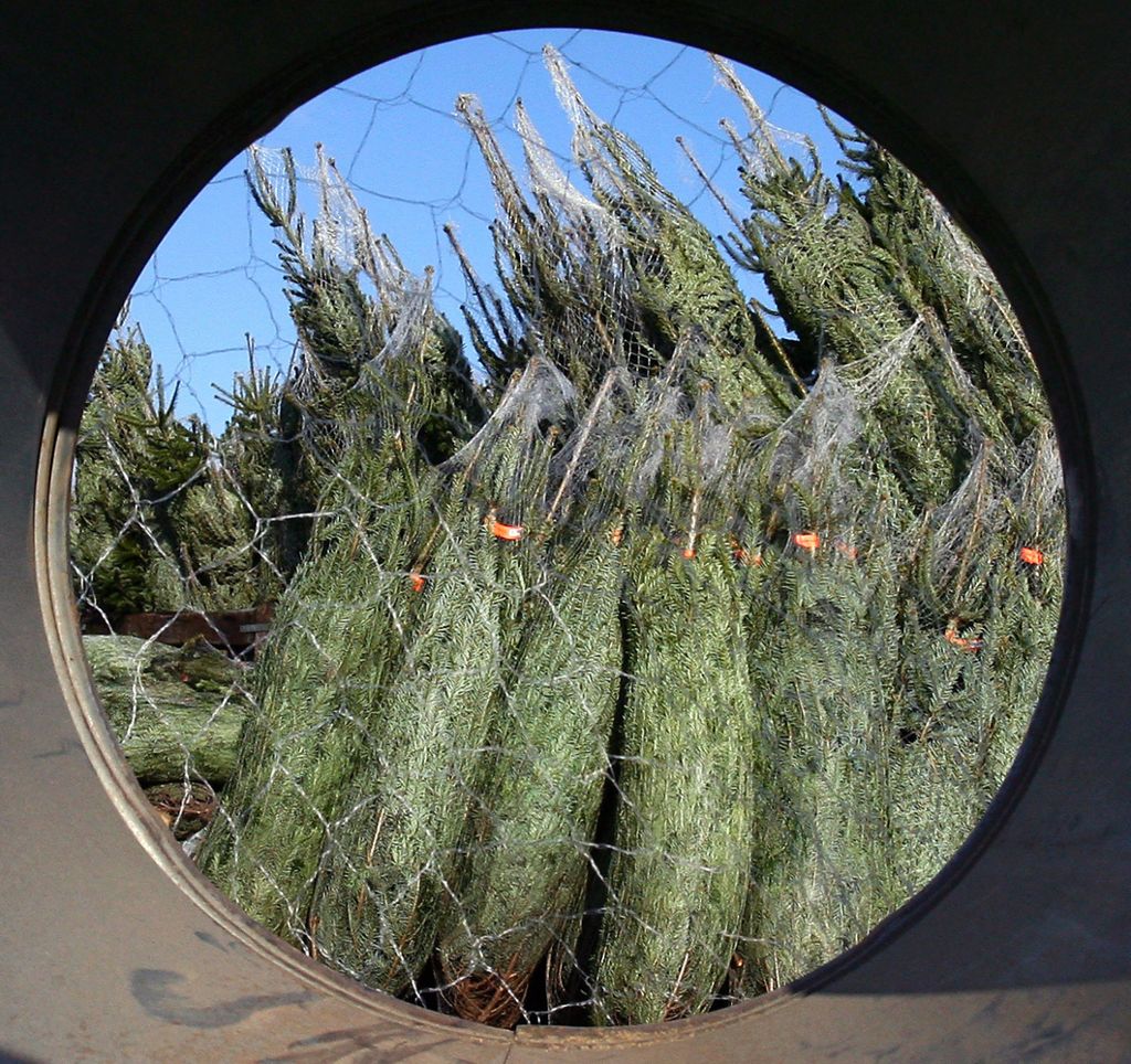 Die Preise sind stabil: Weihnachtsbaumverkauf überall im Südwesten angelaufen