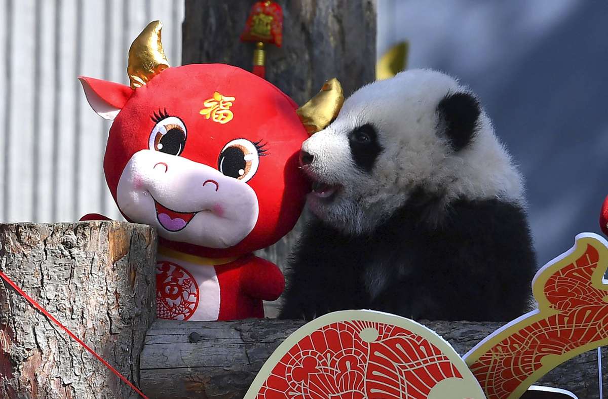 Baby-Bären in Chengdu: Panda-Nachwuchs zum ersten Mal vor der Kamera