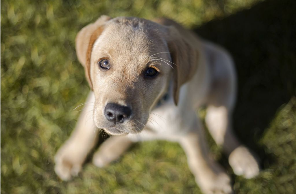 Wer könnte diesem Blick widerstehen? Golden Retriever gehören zu den besonders beliebten Hunderassen. Foto: //kb-photodesign