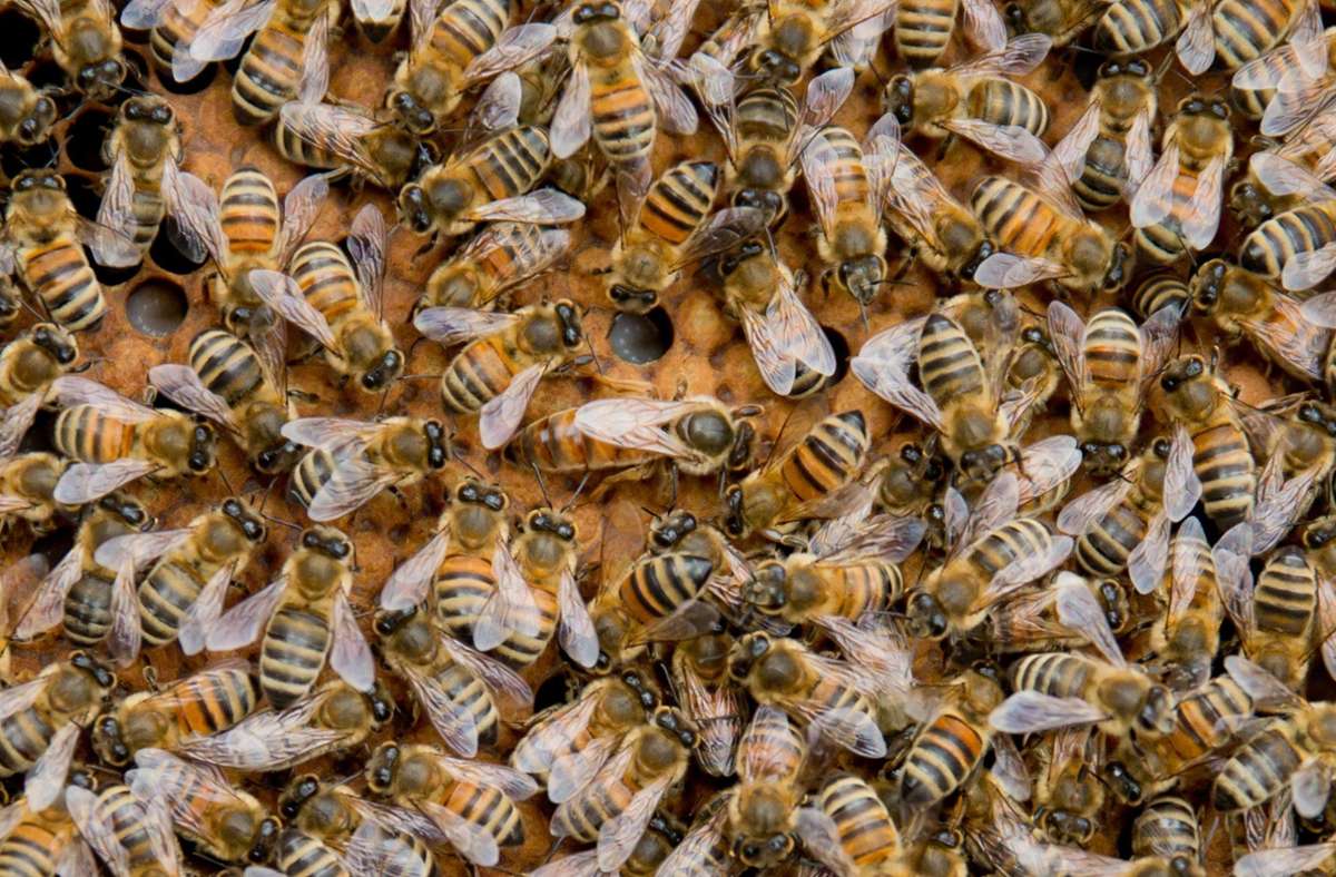Villingen-Schwenningen: Brand nach Blitzschlag - sechs Bienenvölker sterben