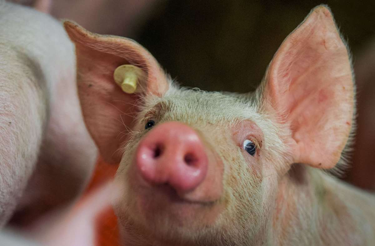 Bauern in Baden-Württemberg: Existenz vieler Schweinehalter ist bedroht