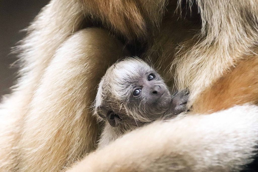 Geburt im Amazonienhaus im Cannstatter Zoo: Süße Brüllaffen in der Wilhelma