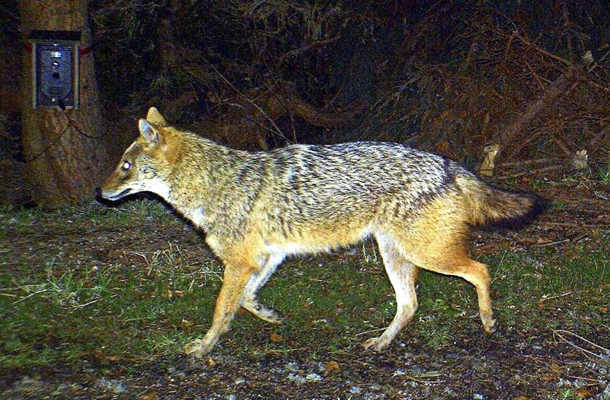 Neue Wildtiere sind auf dem  Vormarsch: Jagt  der Goldschakal  im Kreis Ludwigsburg?