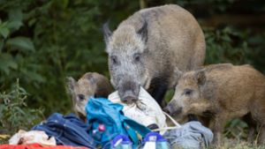 Wildschweine auf Autobahn unterwegs  – mehrere Tiere verendet