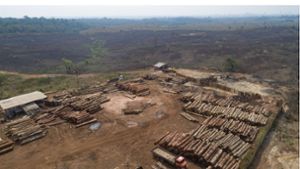 Tropischer Urwald von Fläche größer als NRW zerstört