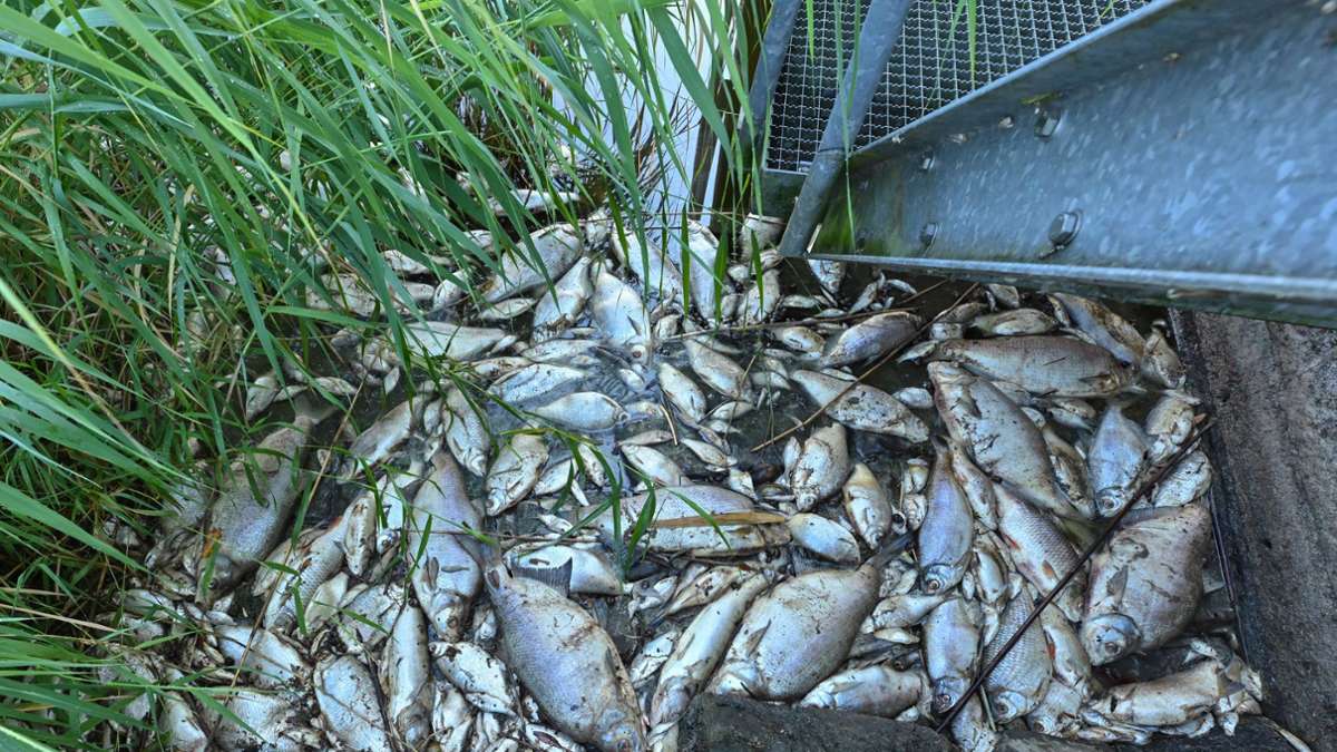 Baden-Württemberg: Tausende tote Fische in der Elz - Tatverdächtiger ermittelt