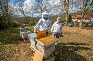 Serie Gartenzeit 2021: So gelingt die Bienenhaltung im eigenen Garten