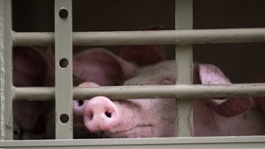 Kommission will strengere Regeln für Tiertransporte