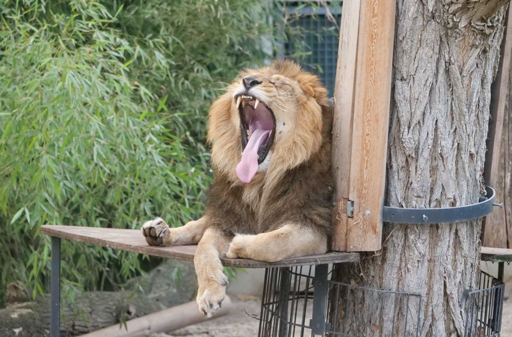 Stuttgarter Zoo öffnet wieder: Das müssen Wilhelma-Besucher in der Corona-Zeit beachten