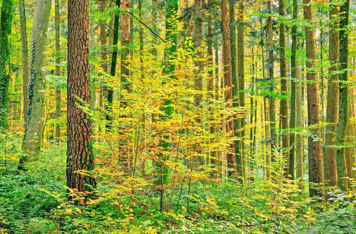 Wald im Kreis Esslingen: Gerade noch Hochsommer – jetzt Herbst?