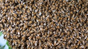 Seniorin stirbt bei Angriff eines Bienenschwarms