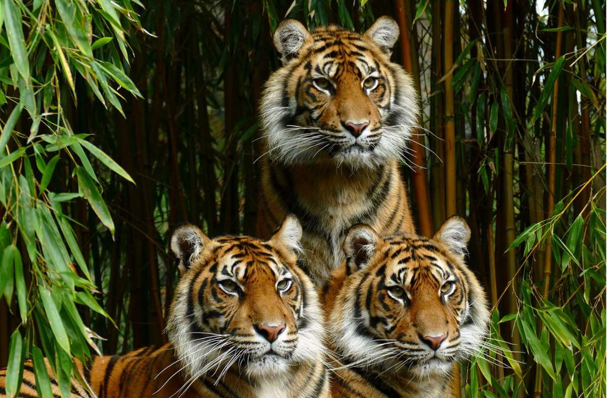 Heidelberger Zoo: Tiger-Weibchen werden flügge
