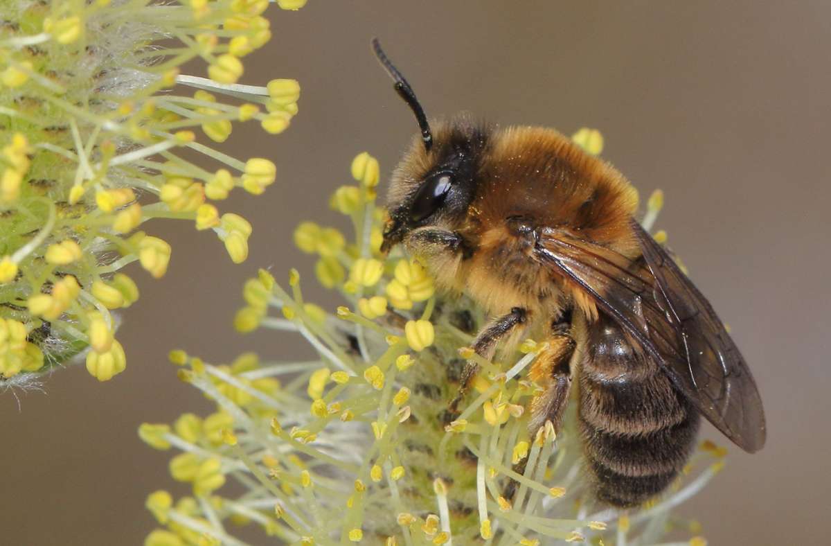 Frühlings-Seidenbiene: Das ist die „Wildbiene des Jahres“ 2023