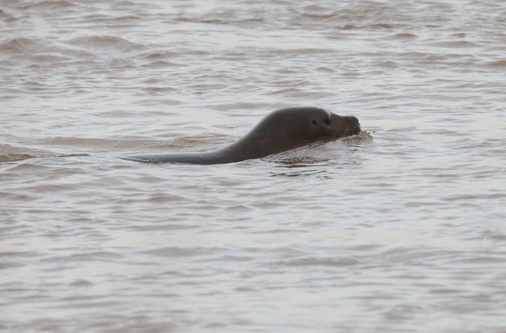 Im Rhein ist am Montag eine Robbe entdeckt worden, Süßwasser ist kein Problem für das Tier.