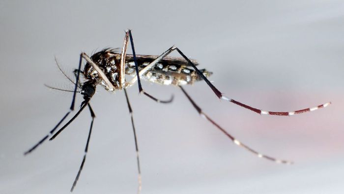 Gefährliche Tigermücken  in Möhringen entdeckt