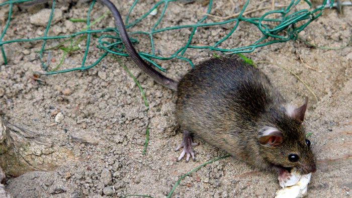 Gemeinden gründen Allianz gegen Ratten