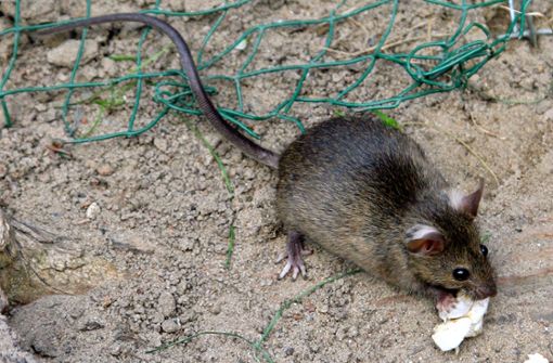 Ratten gelten als Krankheitsüberträger. Foto: dpa
