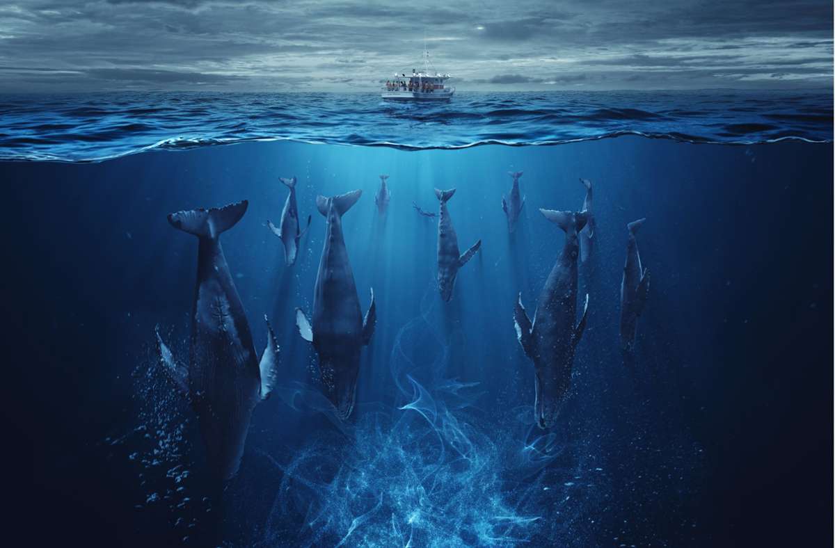 Was wäre, wenn Unterwasserwelt plötzlich verrückt spielt und zum Beispiel Orcas Ausflugsboote angreifen? Mit diesem Szenario beschäftigt sich „Der Schwarm“. Foto: ZDF//Staudinger + Franke