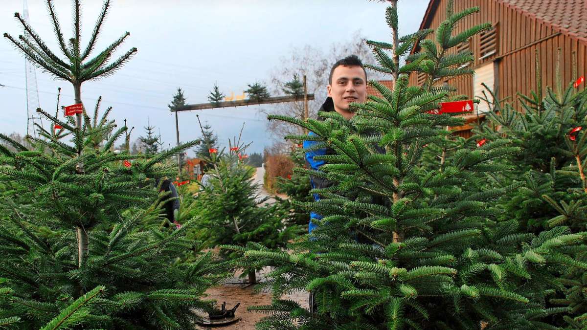 Christbaumverkauf im Kreis Esslingen: Unbehandelte Weihnachtsbäume stark nachgefragt