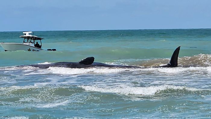 Gestrandeter Pottwal stirbt vor Floridas Küste