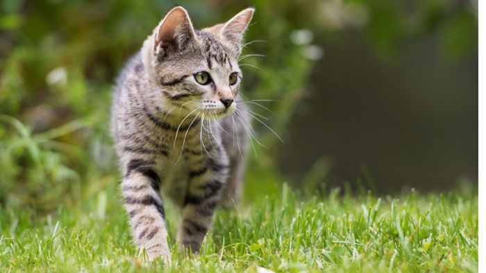 Weitere Katze verstümmelt - Tierquäler im Hohenlohekreis unterwegs