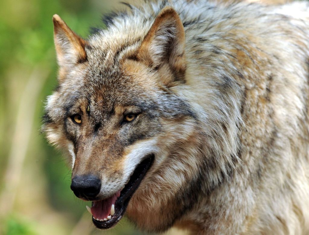 Umweltministerium: Wolf in Überlingen am Bodensee gesichtet